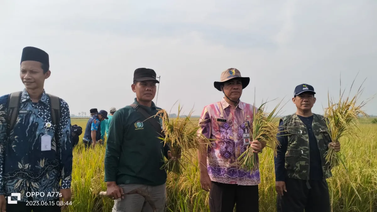 LPPNU Kembali Panen Raya Organik Padi Organik, Kali Ini Di Bumiharjo Guntur