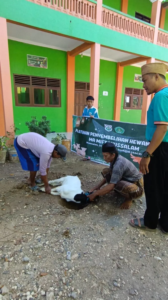 Latihan Qurban, MA Miftahussalam Sembelih 1 Ekor Kerbau Dan Kambing