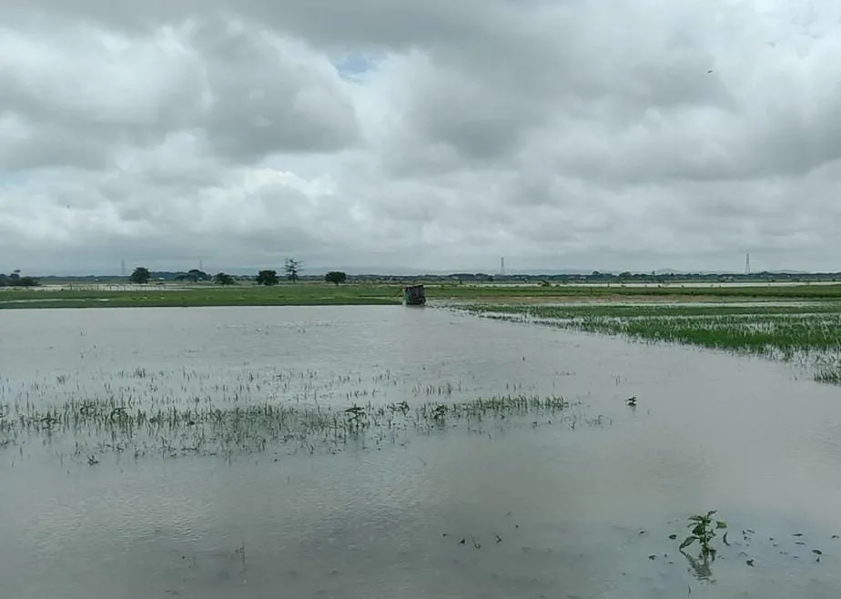Banjir Rendam Ratusan Hektar Sawah di Demak, Petani Desak Perbaikan Drainase